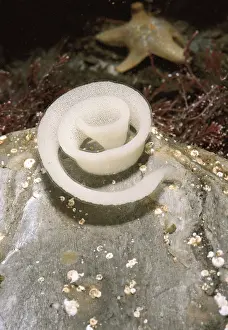 Spirals: Sea Lemon - egg mass, Starfish in background