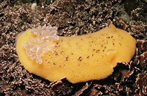 Nobilis: Sea Lemon Nudibranch