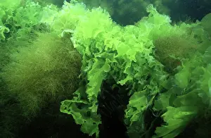 Lactuca: Sea Lettuce
