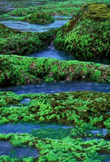 Lettuces: Sea Lettuce - Green algae