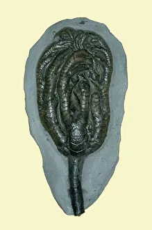 Chicago: Sea Lily Fossil