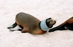 Discarded: Sea Lion - collared by discarded plastic bucket