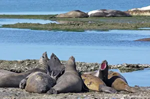 Leonina: Sea Lion males screaming in vocal fight