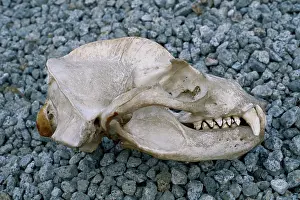 Sealion: Sea Lion skull