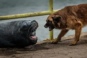 Aggressiveness: Sea lion VS Dog - dog and sea lion fighting for