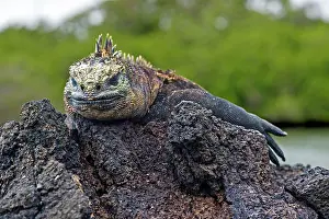 Relax: Sea Lizard (Amblyrhynchus cristatus albemarlensis)