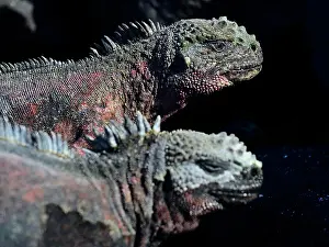 Amblyrhynchus: Two sea lizards (Amblyrhynchus cristatus), iguana