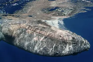 Louse: Sea louse (Cyamidae). Frequent cutaneous parasite