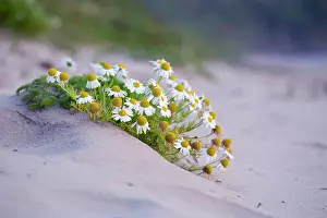 Mayweed: Sea Mayweed