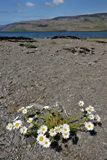 Mayweed: Sea Mayweed