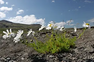 Shutter: Sea Mayweed