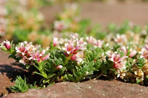 Oever: Sea Milkwort