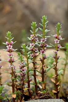 Milkwort: Sea milkwort in flower