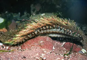 Aphrodite: Sea Mouse