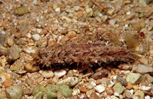 Dwellers: Sea Mouse (Aphrodita aculeata), Mediterranean Sea