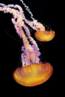 Chrysaora: Sea Nettle