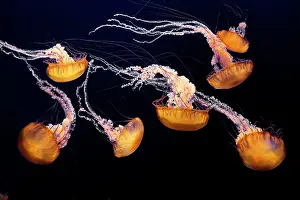 Chrysaora: Sea Nettle