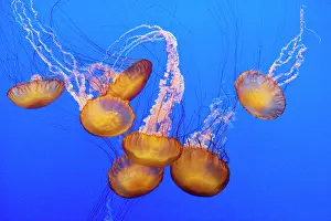 Chrysaora: Sea Nettle