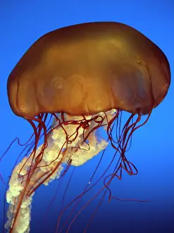 Chrysaora: Sea Nettle Jellyfish