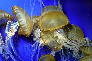Chrysaora: Sea Nettle Jellyfish