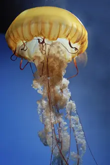 Chrysaora: Sea Nettle Jellyfish