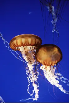 Partnership: Sea Nettle JELLYFISH