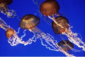 Nettle: Sea Nettle JELLYFISH - group
