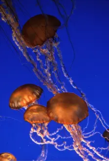 Nettle: Sea Nettle JELLYFISH - group