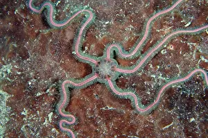Flores: Sea Nymph Brittle Star (Macrophiothrix nereidina)