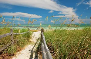 Paniculata: Sea oats (Uniola paniculata) growing by
