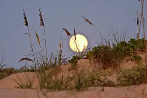 Paniculata: Sea Oats (Uniola paniculata) growing on