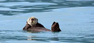 Fjords: Sea Otter