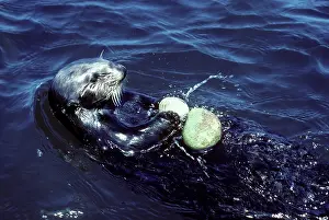 Intelligence: Sea Otter - breaking clam on a stone that it picked