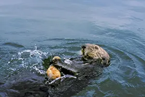 Smashing: Sea Otter - Breaking open clam on rock to eat