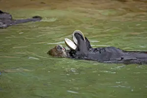 Clams: Sea Otter with clam shell