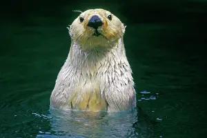 Appears: Sea Otter - Close up of head as it appears from water