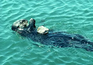 Agility: SEA OTTER - eating on its back, using stone to break Abalone