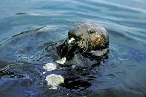 Clams: Sea Otter eating clam it has broken open on rock