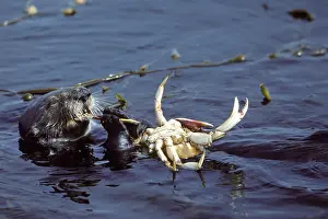 Cancer: SEA OTTER - eating crab