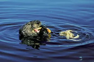Cancer: Sea Otter - Eating Dungeness crab (Cancer magister)