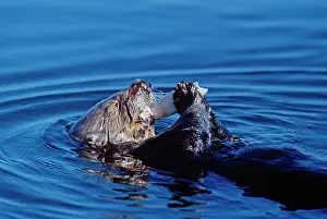 Whilst: Sea Otter - eating Squid whilst lying on back in water