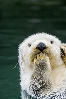 Shock: Sea Otter (Enhydra lutris)