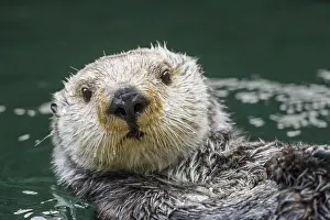 Enhydra: Sea Otter (Enhydra lutris)