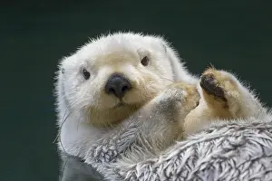 Enhydra: Sea Otter (Enhydra lutris)