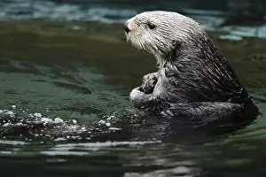 Enhydra: Sea Otter (Enhydra lutris)