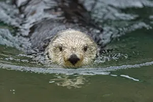 Enhydra: Sea Otter (Enhydra lutris)