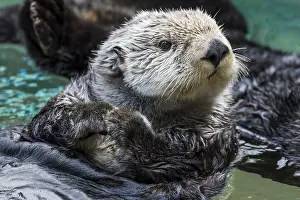 Enhydra: Sea Otter (Enhydra lutris)