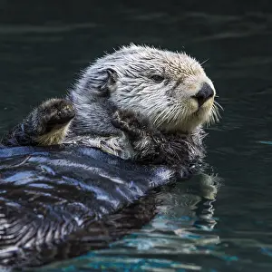 Enhydra: Sea Otter (Enhydra lutris)