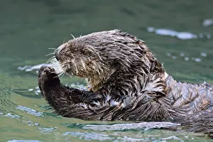 Enhydra: Sea Otter (Enhydra lutris)