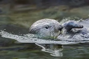 Enhydra: Sea Otter (Enhydra lutris)